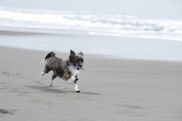 海岸の波打ち際で遊ぶチワックスの犬