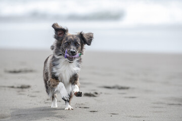 海岸の波打ち際で遊ぶチワックスの犬