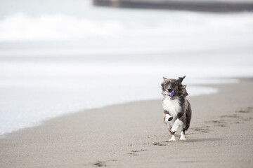海岸の波打ち際で遊ぶチワックスの犬