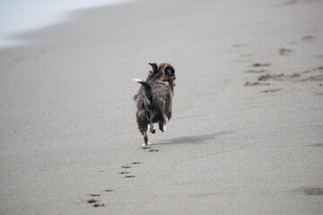 海岸の波打ち際で遊ぶい犬の後ろ姿