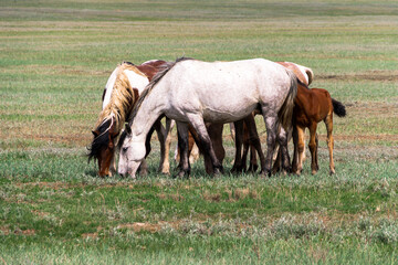 Naklejka na ściany i meble horses graze in the steppe