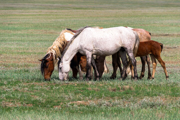 horses graze in the steppe