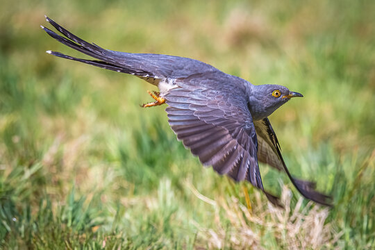 cuckoo