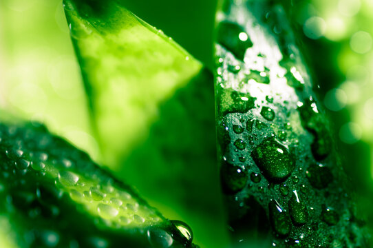 Close up image of a green plant with water drops. Wet plant macro image.