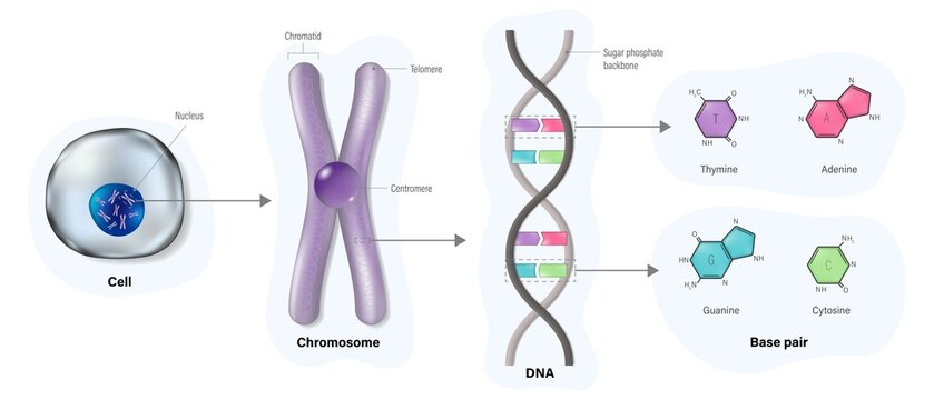 Diagram Of Cell Structure, Chromosome, DNA(Deoxyribonucleic Acid) And Base Pair. Thymine, Adenine, Guanine And Cytosine. Vector For Scientific Study.