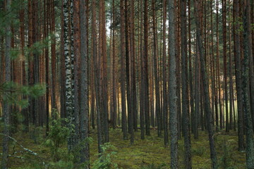 forest in the morning