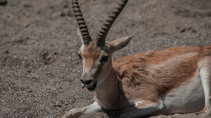 Süsse Antilope am kauen