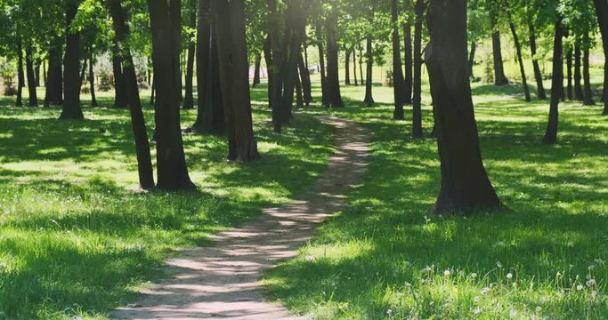Beautiful green park in sunlight. Moving shadows from trees on lush green grass. Natural path in trees, lush grass in hot summer day. Static 4k footage. Nobody. Calm city park in sunny spring nature
