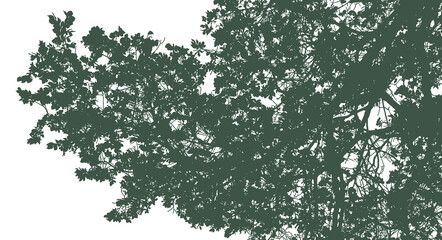 Silhouettes of branches with foliage on a white background. Vector realistic monochrome illustration of an elm tree. - obrazy, fototapety, plakaty