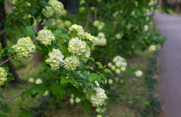 Blooming viburnum bushes