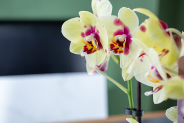 A view of a cluster of yellow orchids, mottled with purple colorations.