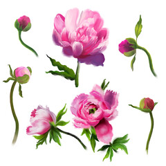 A set of pink painted peonies. Hand-drawn botanical illustrations. Realistic isolated objects on a white background. Floral elements for greeting cards, wedding invitation cards and summer backgrounds