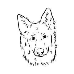 pedigree dog drawn in ink by hand without a background