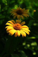 yellow garden ornamental sunflower grows in the garden. cultivation of flowers concept
