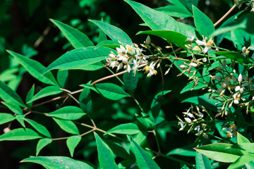 Obraz premium Heavenly Bamboo Nandina Domestica Flowers on Ornamental Shrub