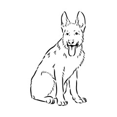 pedigree dog drawn in ink by hand without a background