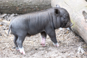 black Pot-bellied pig
