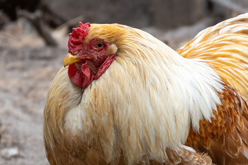 portrait of a rooster