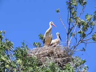 Nid de cigognes, r&eacute;serve naturelle de l&rsquo;&eacute;tang du M&eacute;jean, Occitanie