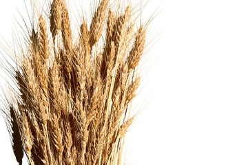 Sheaf of ripe wheat on white background