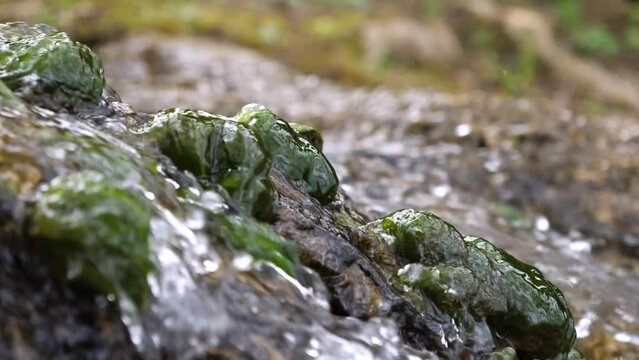 Photosynthetic aquatic algae cascade waterfalls macro closeup