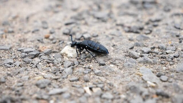 Heart wrenching sight of a injured black beetle trying to go to it's habitat