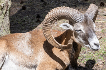 mountain goat on the ground