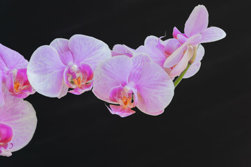 a beautiful tropical pink phalaenopsis orchid