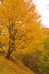 Fototapeta na wymiar Autumn forest landscape with autumn leaves and warm light illuminating the golden leaves. autumn forest nature scene. Bright October day in a colorful forest, maple autumn trees.