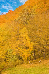 Autumn forest landscape with autumn leaves and warm light illuminating the golden leaves. autumn forest nature scene. Bright October day in a colorful forest, maple autumn trees.