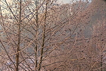 the branches of the tree are covered with frost in the rays of the sun
