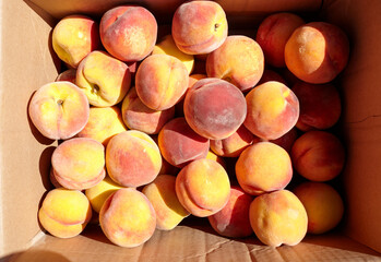 Fresh ripe peaches as background from orchard, top view. Peaches in a cardboard box, closeup. Healthy food in fruit market