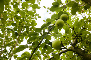 Ripe apples on a tree in a garden. Organic apples hanging from a tree branch in an apple orchard