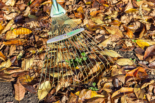 Cleaning autumn leaves in the backyard. Fan rake for cleaning fallen leaves.