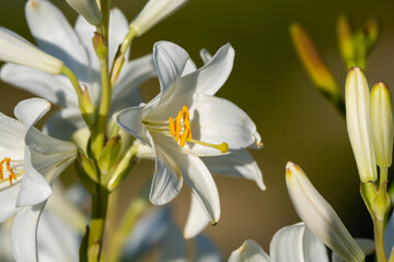 Fototapeta na wymiar White lily (Lilium candidum) lit by the sun. Close up photo.
