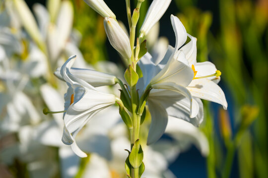 White lily (Lilium candidum) lit by the sun. Close up photo.
