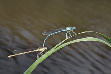 Damselfly Zygoptera female and male