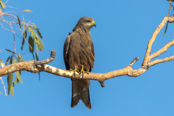 Black Kite in Queensland Australia