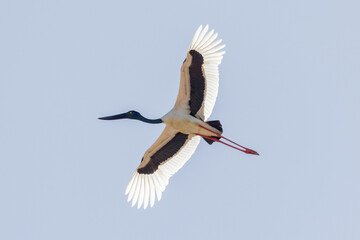 Black-necked Stork in Queensland Australia
