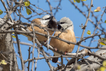 Black-throated Finch in Queensland Australia
