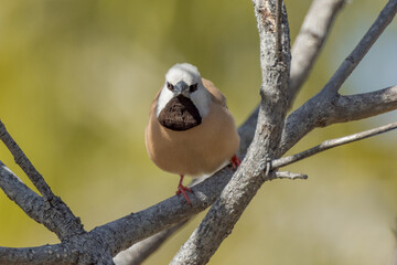 Black-throated Finch in Queensland Australia