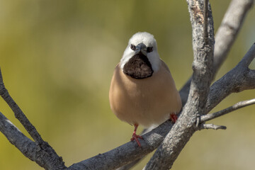 Black-throated Finch in Queensland Australia