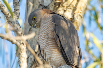 Collared Sparrowhawk in Queensland Australia