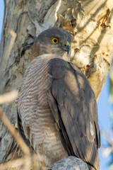 Collared Sparrowhawk in Queensland Australia