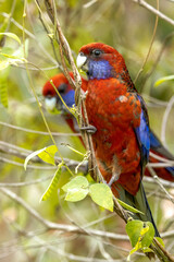 Crimson Rosella in Queensland Australia