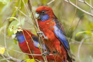 Crimson Rosella in Queensland Australia