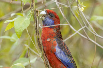 Crimson Rosella in Queensland Australia