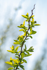 A branch with young leaves in natural conditions in spring.