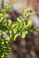 Fototapeta na wymiar Ornamental shrub Berberis Aurea close-up.