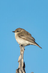 Jacky Winter in Queensland Australia